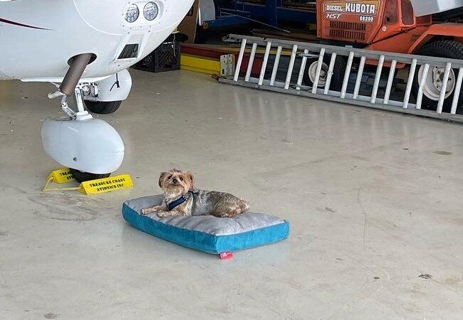 Picture of Paisley the cute pet dog relaxing on a dog bed in the hangar
